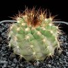 Copiapoa_ahremefiana